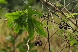 Image result for Ipomoea mauritiana