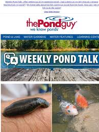 If you have leeches on the sludge, then the best way to reduce their population in your pond is through regulation of the muck. The Pond Guy Weekly Pond Talk Leech Removal Hand Feeding Fish Milled