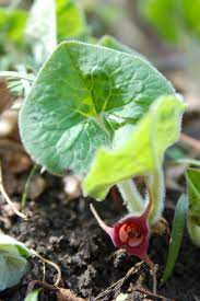 Spring Wildflowers In Iowa Dutchman S Breeches Spring Wildflowers Wild Flowers Wild Ginger