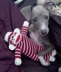 Joey An Italian Greyhound Italian Greyhound Grey Hound Dog Whippet