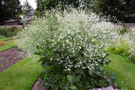 Image result for Crambe kilimandscharica