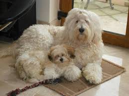 Maybe you would like to learn more about one of these? Labradoodle And Shihtzu Bichon Mix Labradoodle Bichon Dogs And Puppies