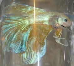 Bacteria (mostly gram negative) lodge itself in bettas often die later because of irreversible kidney damage, which caused the bloating in the first place, or. What Do You Think About This Golden Betta Other Than That He Has Himself A Bloated Belly That Is Betta Fish Pet Fish Beta Fish