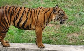 We did not find results for: 10 Gambar Kebun Binatang Medan Zoo Harga Tiket Masuk Lokasi Alamat Simalingkar B Jejakpiknik Com