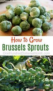 How To Grow Brussels Sprouts Start To Finish One Hundred Dollars A Month In 2020 Brussel Sprouts Growing Vegetables Backyard Vegetable Gardens