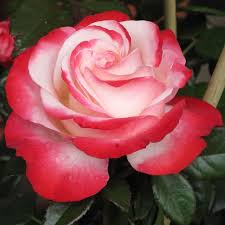 Rosa Nostalgie - Rose - Nostalgie - Rose