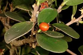 Image result for Dovyalis hispidula