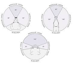 They cannot recognize any color. Vision In Dogs And Cats Dvm 360