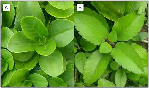 Image result for Kalanchoe laciniata