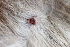 10 Things You Need To Know About Lyme Disease In Dogs Cbs News