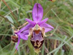 Α' η λειτουργια των κατηχουμενων. Orxidees To Arsenikobotano Ths Krhths Fwto