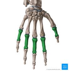 It joins the proximal and middle phalanx on the palm side of the joint and prevents backwards bending of the pip joint (hyperextension). Phalanges Of The Hand Anatomy And Function Kenhub