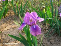 Purple Iris Flower Picture Iris Flowers Types Of Purple Flowers Flower Pictures