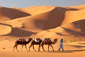 Cartoon camel walking in sahara desert. Tuareg Man Crossing The Sahara Desert With His Camel Train Stock Photo Offset