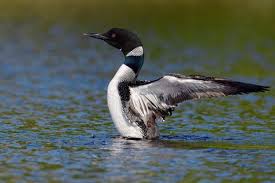 Black And White Birds In Michigan Loon Google Search Common Loon State Birds Black And White Birds