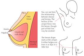 Remember, the female figure isn't a skinny teenage boy with tennis balls in his shirt, so don't draw it that way. Human Anatomy Fundamentals Muscles And Other Body Mass