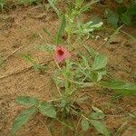 Image result for Sesamum alatum