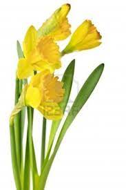 Spring Yellow Daffodil Flowers Isolated On White Background Daffodil Flower Daffodils Yellow Daffodils
