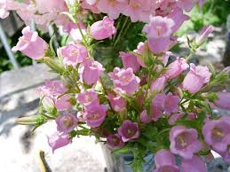 Pin On Fresh Cut Bouquets