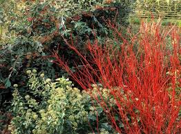 Red Twig Dogwoods Add Winter Color To Your Landscape Red Twig Dogwood Red Shrubs Dogwood Shrub