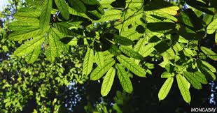 The Rainforest Canopy