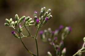 Image result for Vernonia cinerea