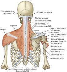 Upper Limb Basicmedical Key