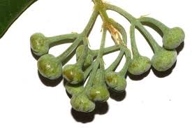 Image result for Monimiaceae