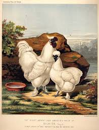 Wallace Gardens Chicken Art Rooster Chicken Pictures