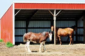 Do Horses Need Man Made Shelters The Horse