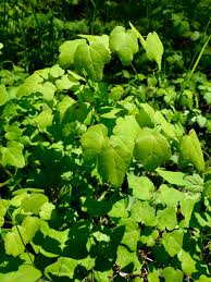 Image result for Blyxa hexandra