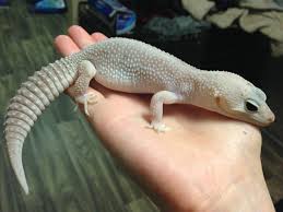 Leopard Geckos A Beginners Guide Leopardgeckos