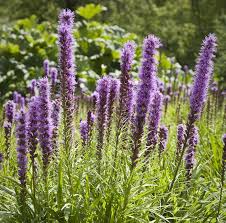 I can't wait to be able to create my own cut flower arrangements! 14 Best Full Sun Plants Heat Tolerant Flowers That Love The Sun