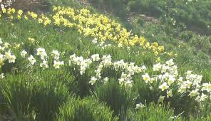 Admission is free but donations are welcome. Reeves Reed Arboretum Linkedin