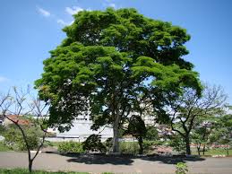 Image result for Caesalpinia ferrea