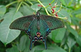 Maybe you would like to learn more about one of these? Chinese Peacock Butterfly Papilio Bianor Peacock Butterfly Butterfly Beautiful Butterflies
