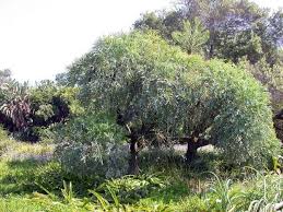 Image result for Cussonia sessilis