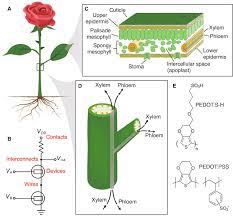 Basic Plant Physiology And Analogy To Electronics A And B A Plant Download Scientific Diagram