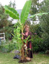 Adequate indoor or outdoor environment (see instructions). How To Grow Banana Plants In Cool Climates Dengarden