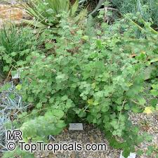 Image result for Sterculia rogersii