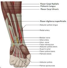 The flexor tendons form two layers in the forearm (zone v; Flexor Tendons Msk Learning Portfolio Helen Wismer