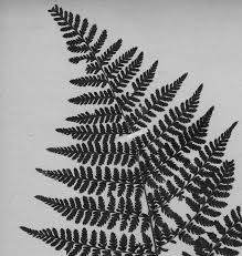 Image result for Dryopteris kilemensis