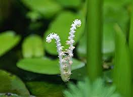 Image result for Aponogeton desertorum