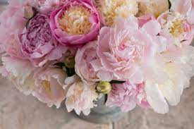 Slike od presano suhoo cvece / cvece. Selected Posts Slike Od Presano Suhoo Cvece Prvi Handmade Online Market U Srbiji Slika Presovano Cvece Ram Herbarijum Pored Energije Lepote I Gracioznosti Cvece Donosi I Srecu