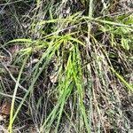 Image result for Scleria bulbifera