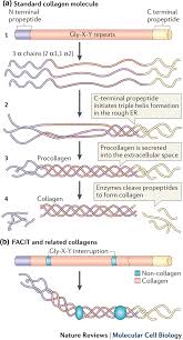 Collagen structure and formation. The standard collagen molecule has... |  Download Scientific Diagram