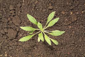 Image result for Oenothera indecora