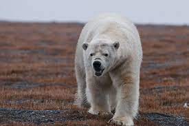 Es erschien weltweit, da ereignete sich auf nowaja semlja in russland das Arktis Insel Nowaja Semlja Eisbaren Werden Aus Russischer Siedlung Verscheucht Panorama Gesellschaft Tagesspiegel
