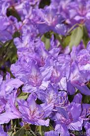 Rhododendron Augustinii Tower Court A 2m Tall Cultivar Of A Medium Sized Shrub Or Small Tree Native To Southern China Purple Garden Rhododendron Small Trees