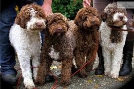 We are located in new brunswick, canada. Puppies For Sale From Dcklagotto Ducketts Lagotto Romagnolo Of Canada Member Since October 2013